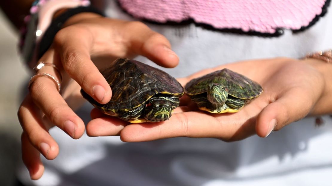 Los animales domésticos más pequeños, como los ratones, los pájaros y las tortugas, tienen un menor impacto climático. Crédito: Johan Ordonez/AFP/Getty Images