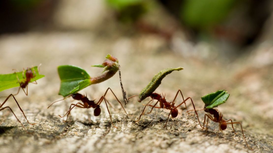 Según un nuevo estudio, hay unos 20.000 billones de hormigas en la Tierra. Hormigas cortadoras de hojas en el Parque Nacional Manuel Antonio de Costa Rica. Crédito: Paul Souders/Stone RF/Getty Images