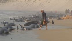 CNNE 1270786 - hallan 230 ballenas varadas en la costa de australia