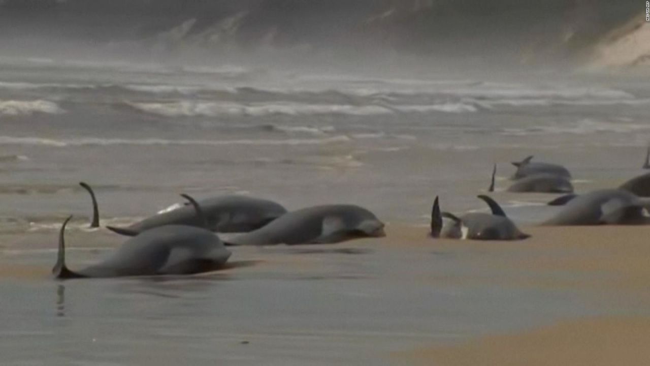 CNNE 1271401 - solo 35 ballenas varadas en australia estan vivas