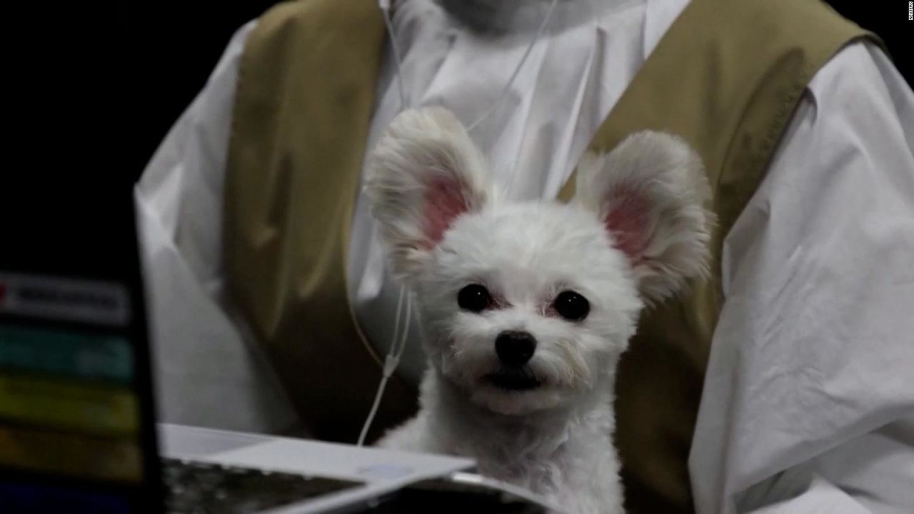 CNNE 1271570 - esta compania japonesa le da la bienvenida a los "perros oficinistas"