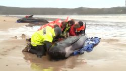 CNNE 1271874 - ballenas liberadas vuelven a encallar