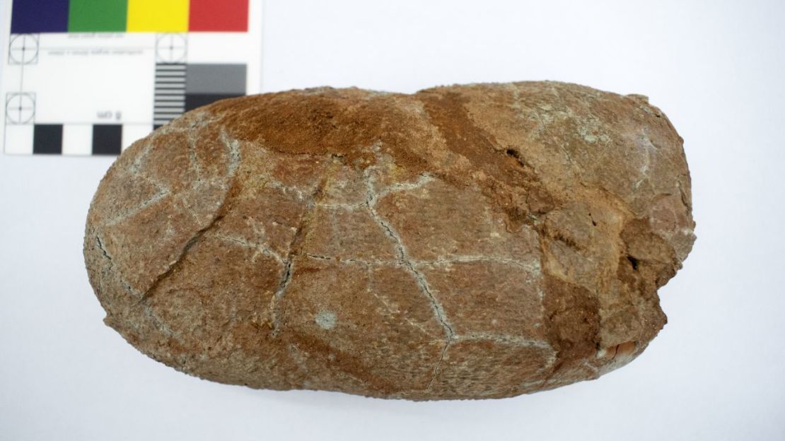 En la imagen, un huevo fosilizado perteneciente a Macroolithus yaotunensis, que fue examinado como parte de la investigación. Crédito: Qiang Wang/Instituto de Paleontología de Vertebrados y Paleoantropología