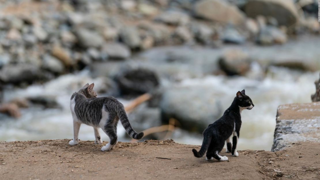 Jacob y Jeffrey, dos de los cuatro gatos de Báez que sobrevivieron a Fiona, miran por encima del borde de la calle donde solía estar su casa.