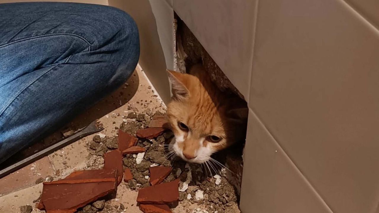 CNNE 1272999 - rompen pared de un bano para rescatar a un gato escurridizo