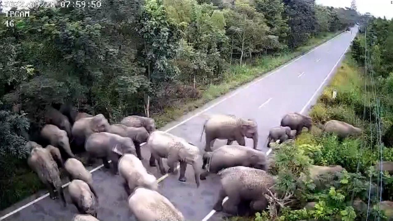 CNNE 1274278 - ¿que harias si vieras 65 elefantes cruzar una ruta?
