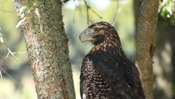 CNNE 1276591 - un aguila en peligro de extincion vuelve a casa tras ser rescatada