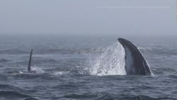 CNNE 1276598 - observa la inusual interaccion de estas orcas y ballenas