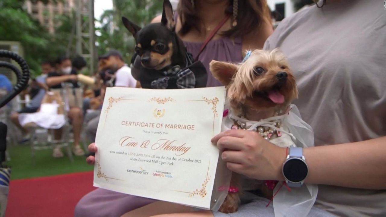 CNNE 1276624 - en las filipinas celebran boda de 15 parejas de perros