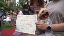 CNNE 1276624 - en las filipinas celebran boda de 15 parejas de perros