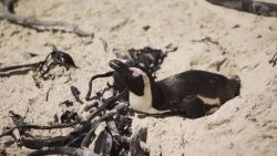 CNNE 1276699 - la gripe aviar esta matando a pinguinos en sudafrica