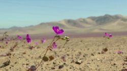 CNNE 1277166 - chile anuncia la creacion del nuevo parque nacional desierto florido