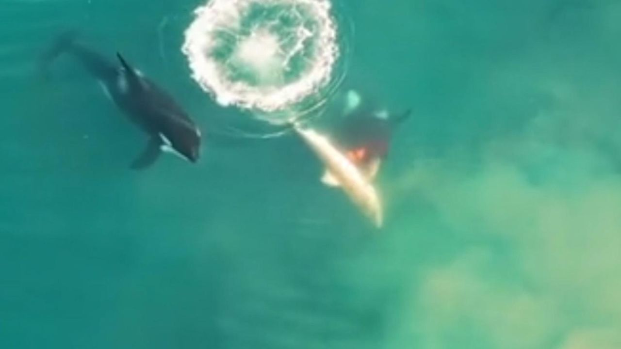 CNNE 1277934 - registran ataque de orcas a tiburon blanco por primera vez