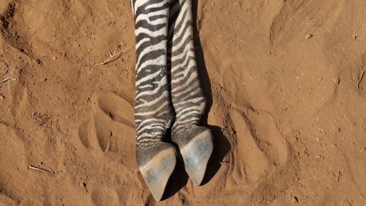 CNNE 1277994 - la sequia en kenya esta matando a estas raras cebras y otros animales