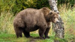 CNNE 1278901 - mira a contendientes del concurso semana del oso gordo 2022