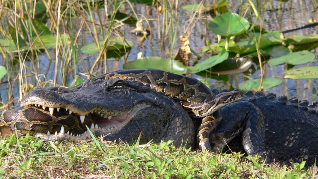 Un caimán y una pitón birmana se enzarzan en una lucha por la supervivencia en el Parque Nacional de los Everglades, en Florida. Crédito: Lori Oberhofer/Servicio de Parques Nacionales