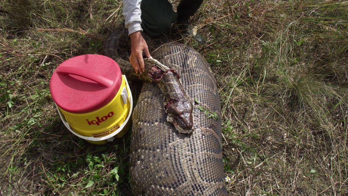 Una pitón birmana en los Everglades de Florida se tragó un ciervo de 34 kg. El Servicio de Parques Nacionales realizó una necropsia. Crédito: South Florida Water Management District