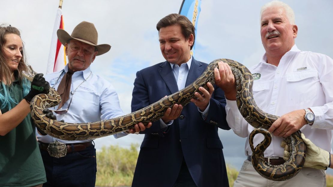 El gobernador de Florida, Ron DeSantis, sostiene una pitón en la edición 2021 del Python Challenge. Crédito: Joe Raedle/Getty Images