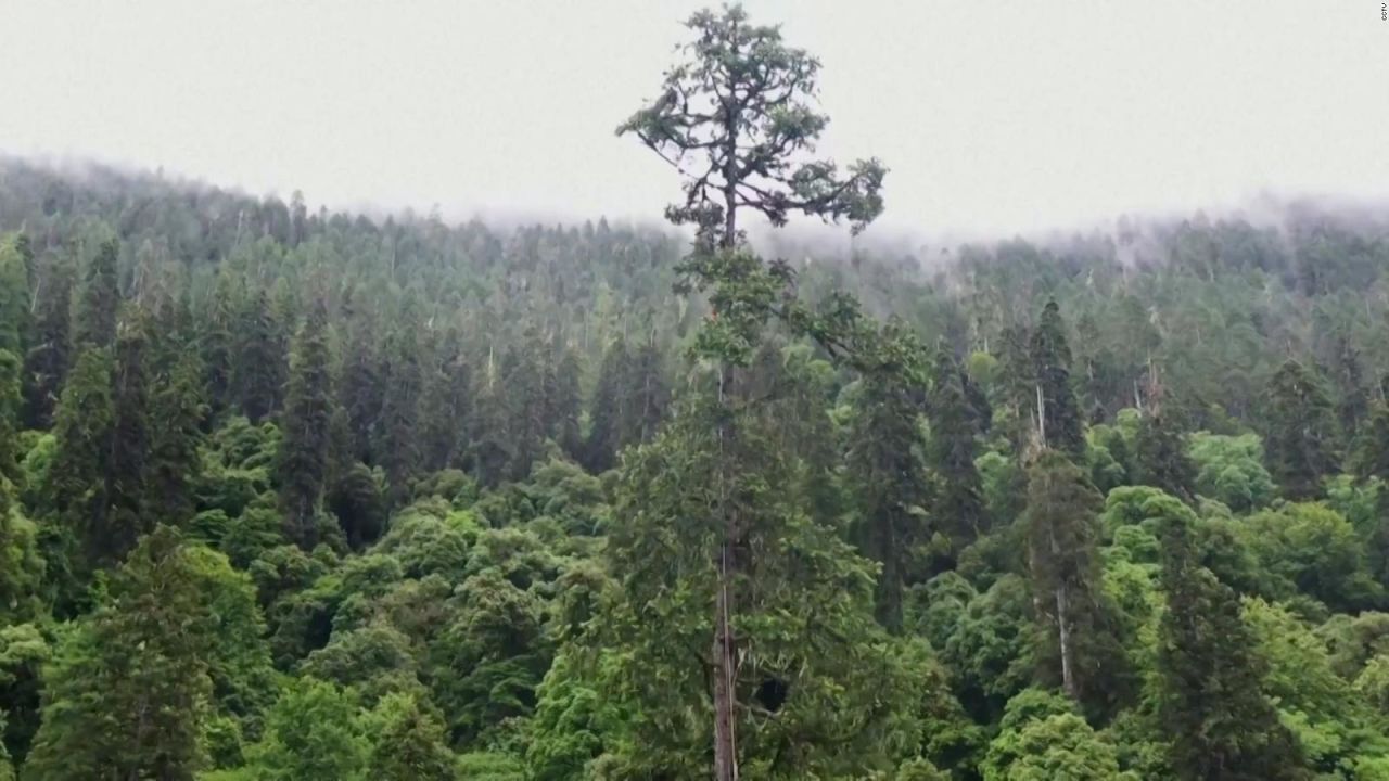 ¿podría Ser El árbol Más Alto De China Científicos Encuentran Un árbol De Más De 83 Metros De 