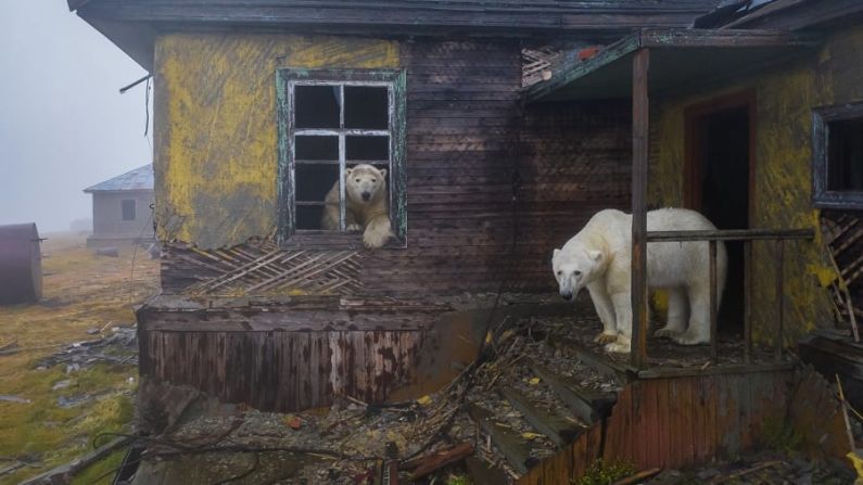 "La casa de los osos" de Dmitry Kokh muestra una escena inquietante de osos polares envueltos en niebla en un asentamiento abandonado durante mucho tiempo en la isla Kolyuchin, en Rusia.