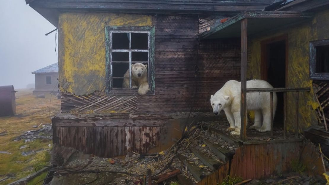 "La casa de los osos" de Dmitry Kokh muestra una escena inquietante de osos polares envueltos en niebla en el asentamiento abandonado durante mucho tiempo en la isla Kolyuchin en Rusia.