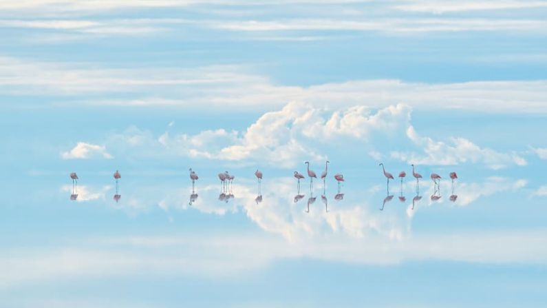 El fotógrafo japonés Junji Takasago capturó esta escena de ensueño, llamada "Flamencos celestiales", en Bolivia. Fotografiado en lo alto de los Andes, el Salar de Uyuni es el salar más grande del mundo y alberga una gran mina de litio. Junji Takasago/Fotógrafo de Vida Silvestre del Año