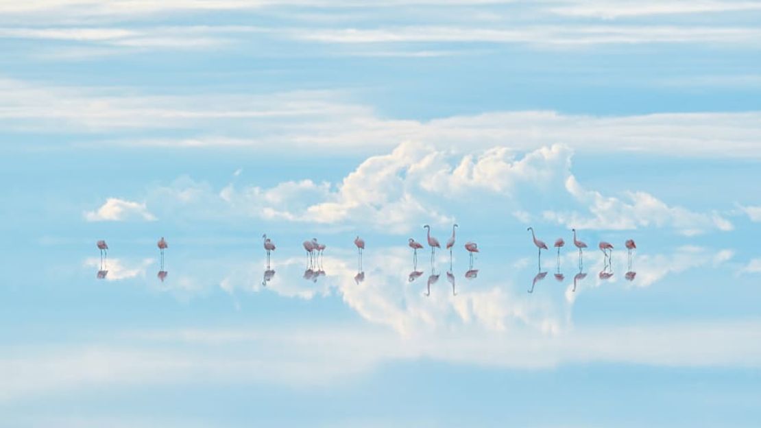 El fotógrafo japonés Junji Takasago capturó esta escena de ensueño, llamada "Flamencos celestiales", en Bolivia. Fotografiado en lo alto de los Andes, el Salar de Uyuni es el salar más grande del mundo y alberga una gran mina de litio.
Junji Takasago/Fotógrafo de Vida Silvestre del Año