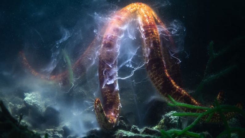 Tony Wu observa la electrizante danza reproductiva de una estrella de mar gigante. "Estrella fugaz" fue tomada en Kinko Bay, Prefectura de Kagoshima, Japón. Tony Wu/Fotógrafo de Vida Silvestre del Año