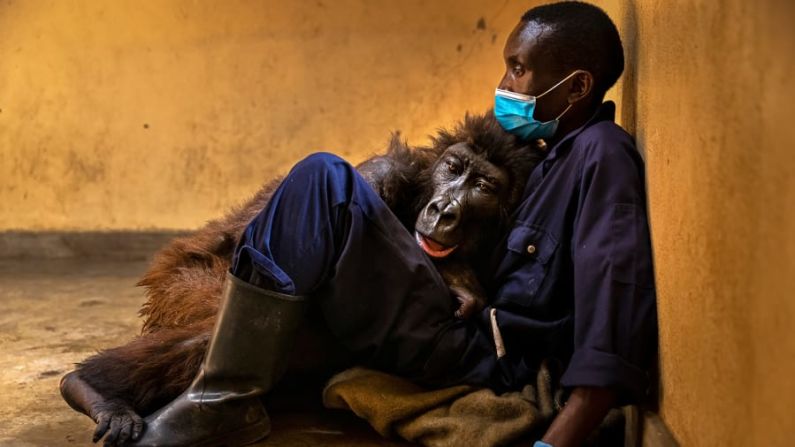 "La muerte de Ndakasi", de Brent Stirton, muestra el capítulo final de la historia de un gorila de montaña muy querido en el Centro Senkwekwe, Parque Nacional Virunga, República Democrática del Congo. Brent Stirton/Fotógrafo de Vida Silvestre del Año