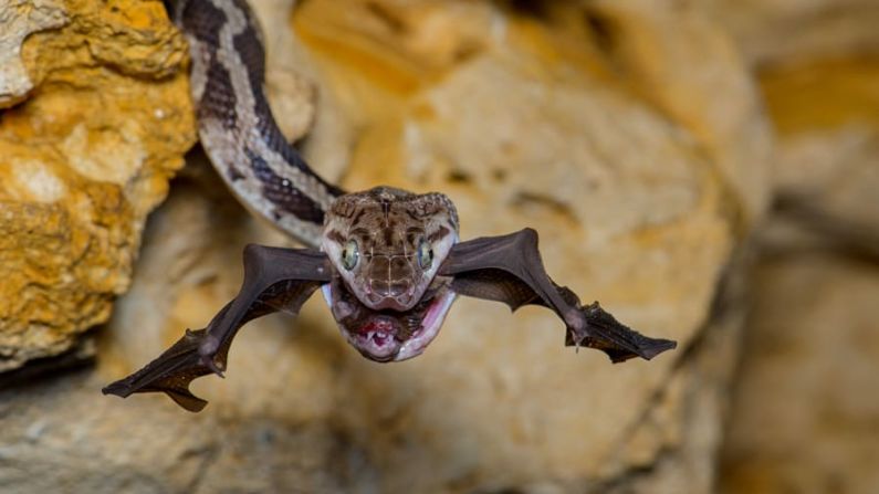 "El ladrón de murciélagos" de Fernando Constantino Martínez Belmar muestra el momento en que una serpiente rata de Yucatán atrapa a un murciélago en Kantemo, Quintana Roo, México. Fernando Constantino Martínez Belmar/Fotógrafo de Vida Silvestre del Año