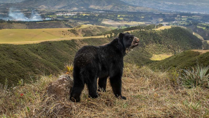 "La delgada perspectiva del oso de anteojos", de Daniel Mideros, un retrato conmovedor de un hábitat que desaparece y su habitante. Tomada en Peñas Blancas, Quito, Ecuador. Daniel Mideros/Fotógrafo de Vida Silvestre del Año