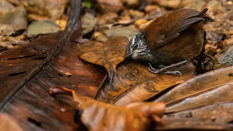 Nick Kanakis echa un vistazo a la vida secreta de los reyezuelos con esta foto "El pájaro que escucha", tomada en el Parque Nacional Tatamá, Colombia. Nick Kanakis/Fotógrafo de Vida Silvestre del Año