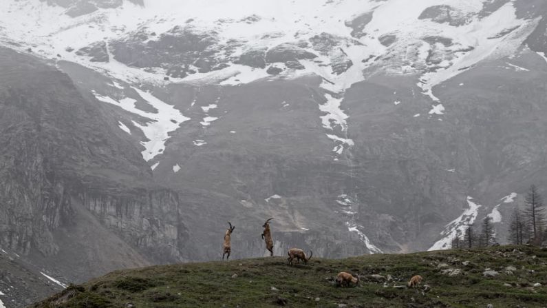 En "Estaciones de batalla", Ekaterina Bee vio a cabras montesas alpinas luchar en una batalla de dominación en Piamonte, Italia. Ekaterina Bee/fotógrafa de vida silvestre del año