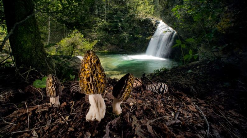 Agorastos Papatsanis crea un cuento de hadas de otro mundo con "Las colmenillas mágicas", destacando las formas laberínticas de los hongos en los bosques del Monte Olimpo de Grecia. Agorastos Papatsanis/Fotógrafo de Vida Silvestre del Año