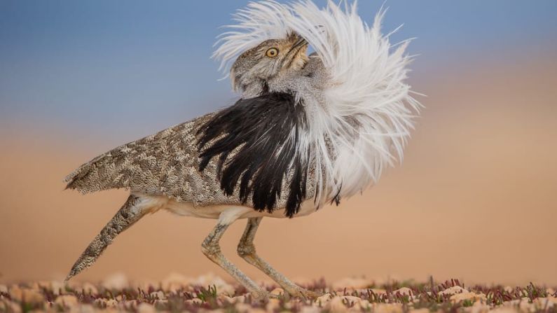 Un macho de hubara canario levanta su penacho para realizar impresionantes exhibiciones de cortejo. José Juan Hernández Martínez capturó este momento en España, llamándolo "Puff perfect". José Juan Hernández Martínez/Fotógrafo de Vida Silvestre del Año