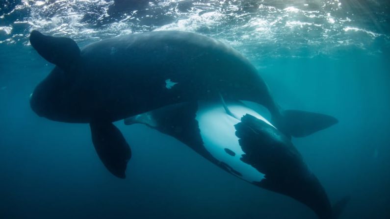 Richard Robinson muestra una escena de esperanza en "Nueva vida para el tohorā" sobre una población de ballenas que ha sobrevivido tras estar al borde de la extinción en las Islas Auckland de Nueva Zelanda. Richard Robinson/Fotógrafo