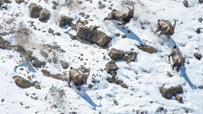 "The great cliff chase" de Anand Nambiar ofrece un vistazo a la vida de un leopardo de las nieves en la India que ataca a una manada de cabras montesas en el borde del acantilado en el Santuario de Vida Silvestre Kibber. Anand Nambiar/Fotógrafo de Vida Silvestre del Año