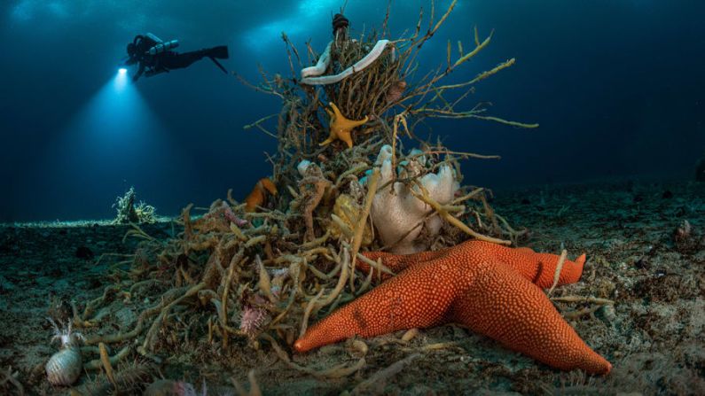 El biólogo y fotógrafo submarino Laurent Ballesta realizó inmersiones bajo cero bajo el suelo helado de la Antártida en "Bajo el hielo antártico", para dar una idea de la diversidad de la vida. Laurent Ballesta/Fotógrafo de Vida Silvestre del Año