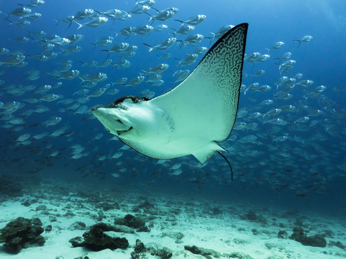 Una raya águila manchada nada cerca del fondo oceánico cerca de la isla Darwin, Islas Galápagos.