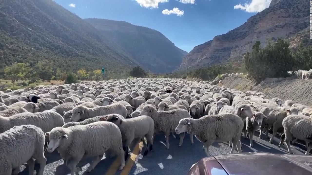 CNNE 1281387 - una carretera en utah es bloqueada por un gran rebano de ovejas