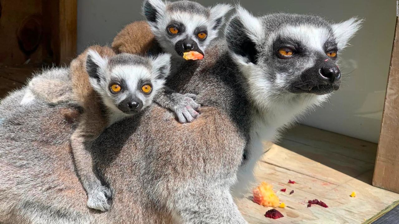 CNNE 1281976 - nacen cuatro pares de gemelos de lemures en un zoo de nueva zelandia