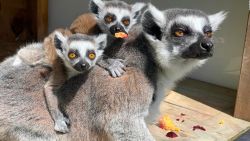 CNNE 1281976 - nacen cuatro pares de gemelos de lemures en un zoo de nueva zelandia