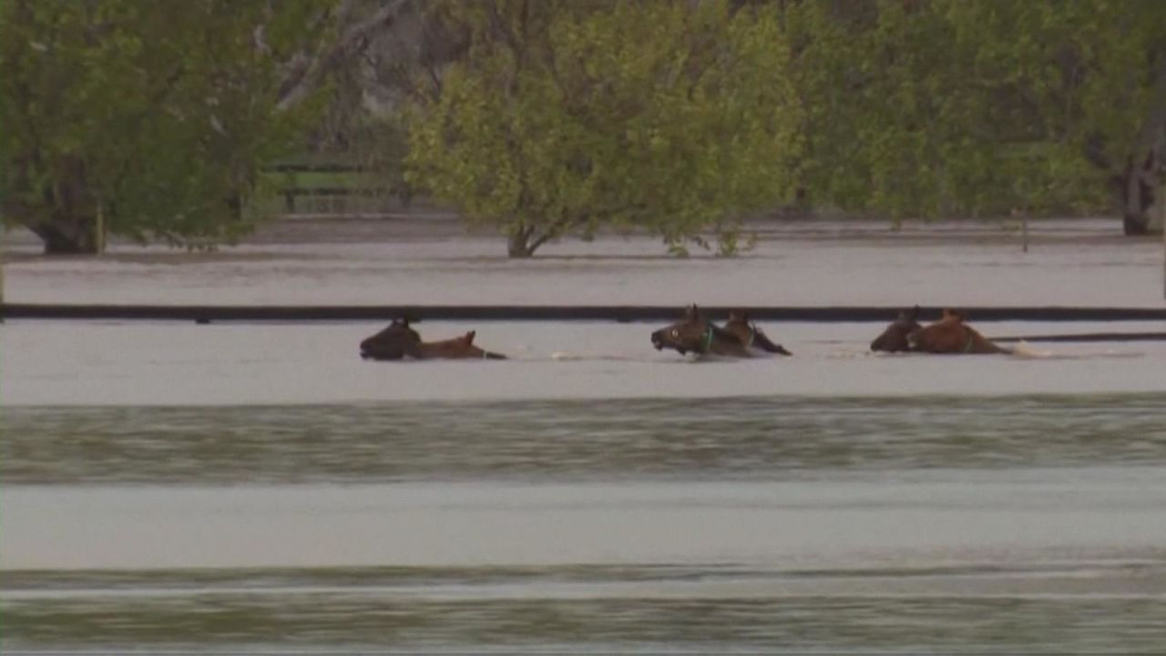 CNNE 1282093 - asi rescatan caballos en medio de las inundaciones en australia