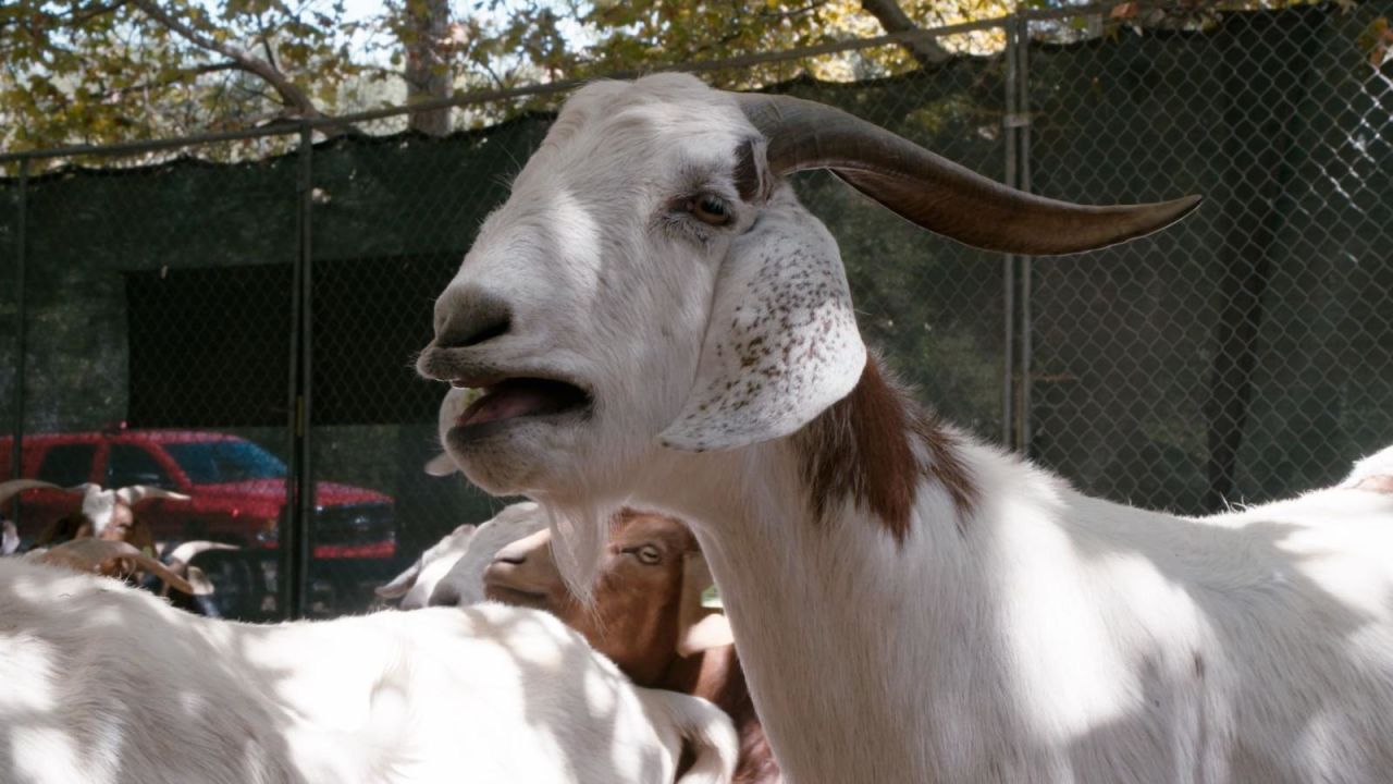 CNNE 1282658 - las cabras pueden ayudar a prevenir incendios forestales