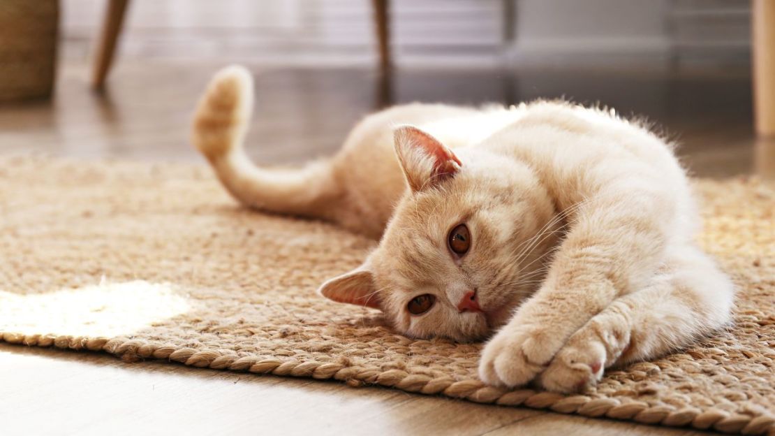Las investigaciones demuestran que los gatos no merecen del todo la reputación de mascotas frías y distantes. Crédito: Adobe Stock