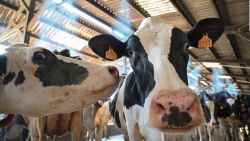 CNNE 1283597 - las vacas en india entran al mundo de la tecnologia