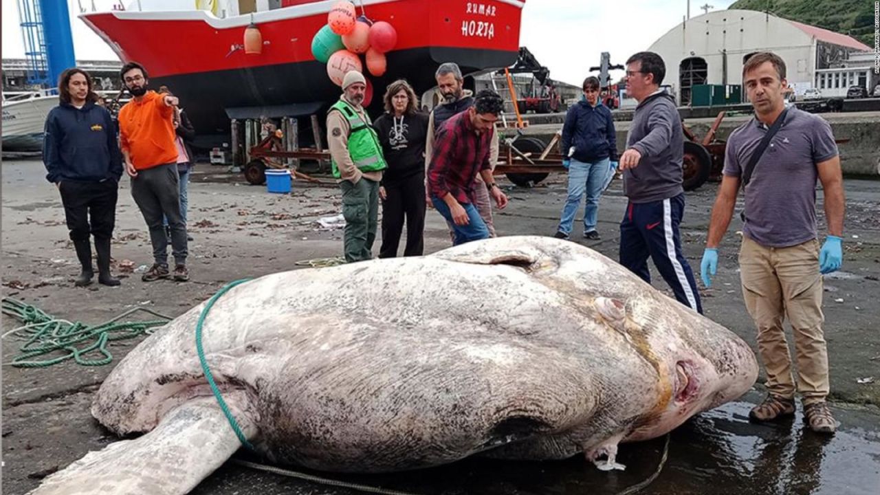 CNNE 1283879 - pez luna gigante de 3 toneladas rompe el record del mas pesado del mundo
