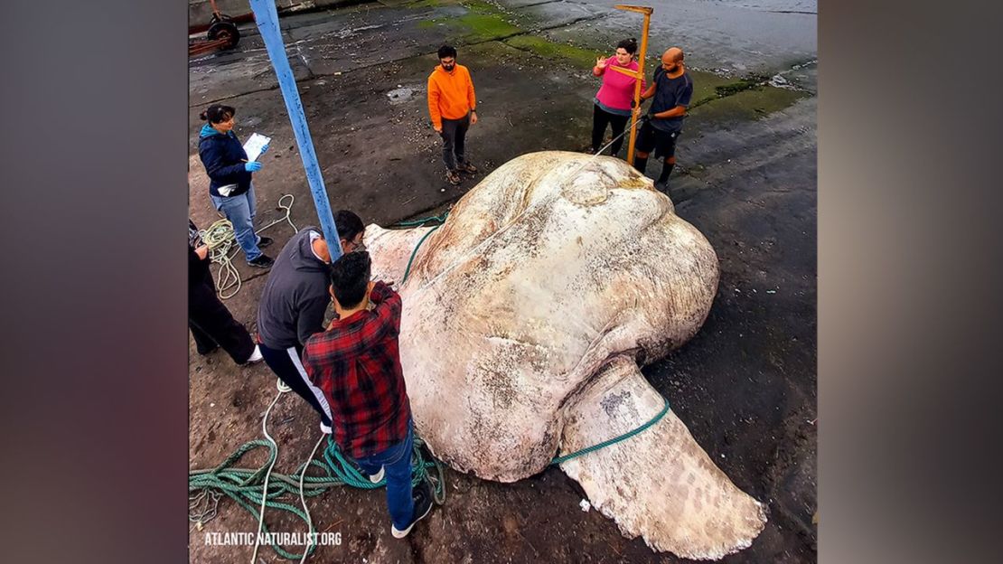 El pez luna gigante fue levantado cuidadosamente con un montacargas para poder pesarlo y medirlo. Crédito: Atlantic Naturalist.ORG