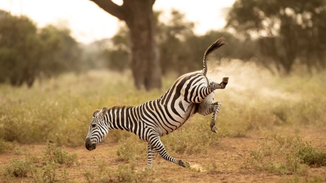 Esta cebra de la categoría "buckarooing" dejó escapar un gas en Kenya. Crédito: Vince Burton/Comedy Wildlife 2022