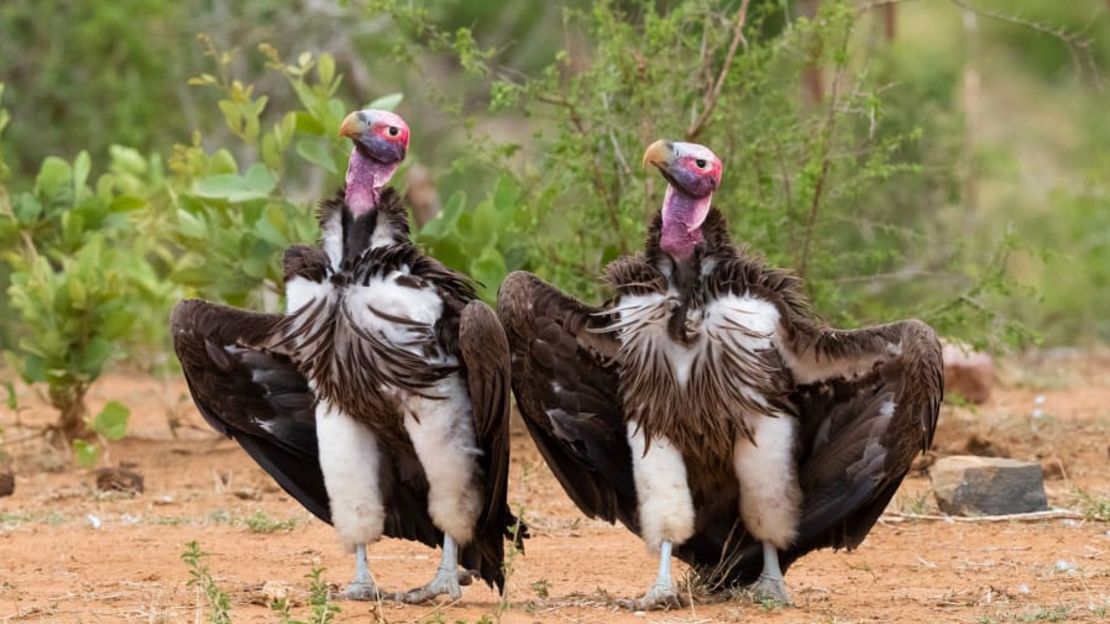 Los buitres orejudos se pavonean en Sudáfrica. Crédito: Saverio Gatto/Comedy Wildlife 2022